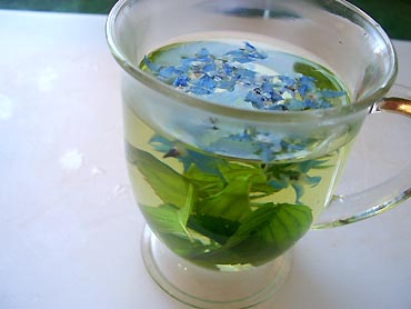 infusiones de borraja