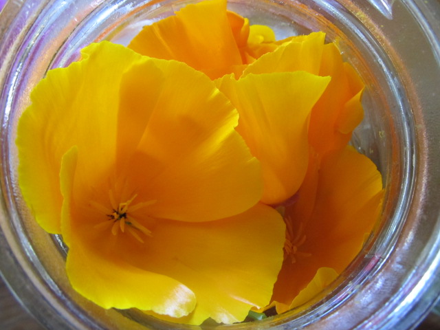 California poppy